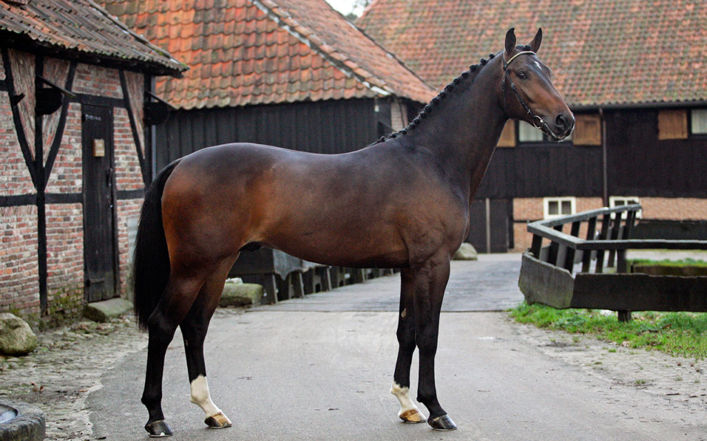 Sir Scandic | Approved stallion by Scandic | ☩2015